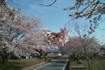ここの桜は土浦から自転車でえっちらおっちら来てこそ価値があるってもんだろに。